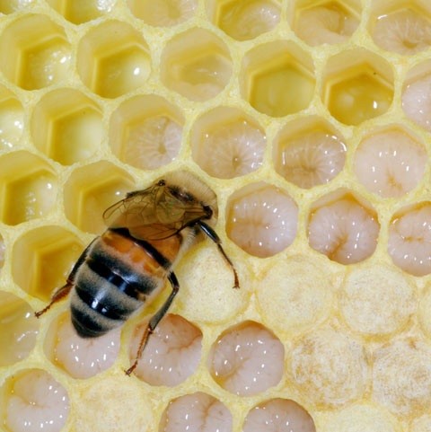 Honey bee feeding brood