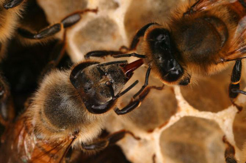 Bees sharing nectar