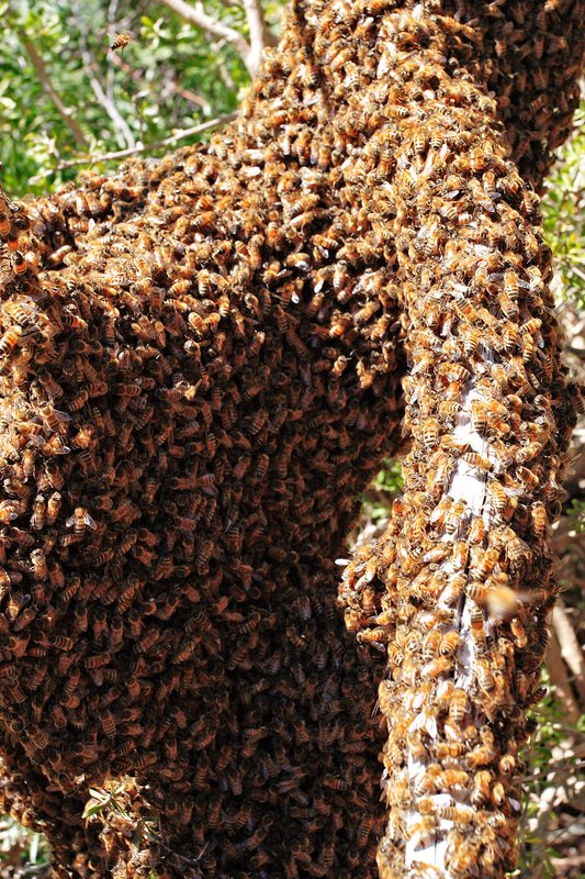 Honey bee swarm on tree trunk
