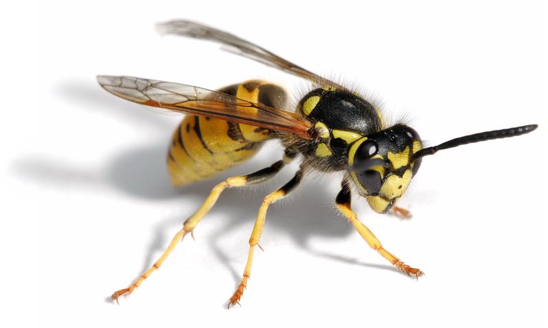 Yellow jacket — smooth, narrow waist, aggressive